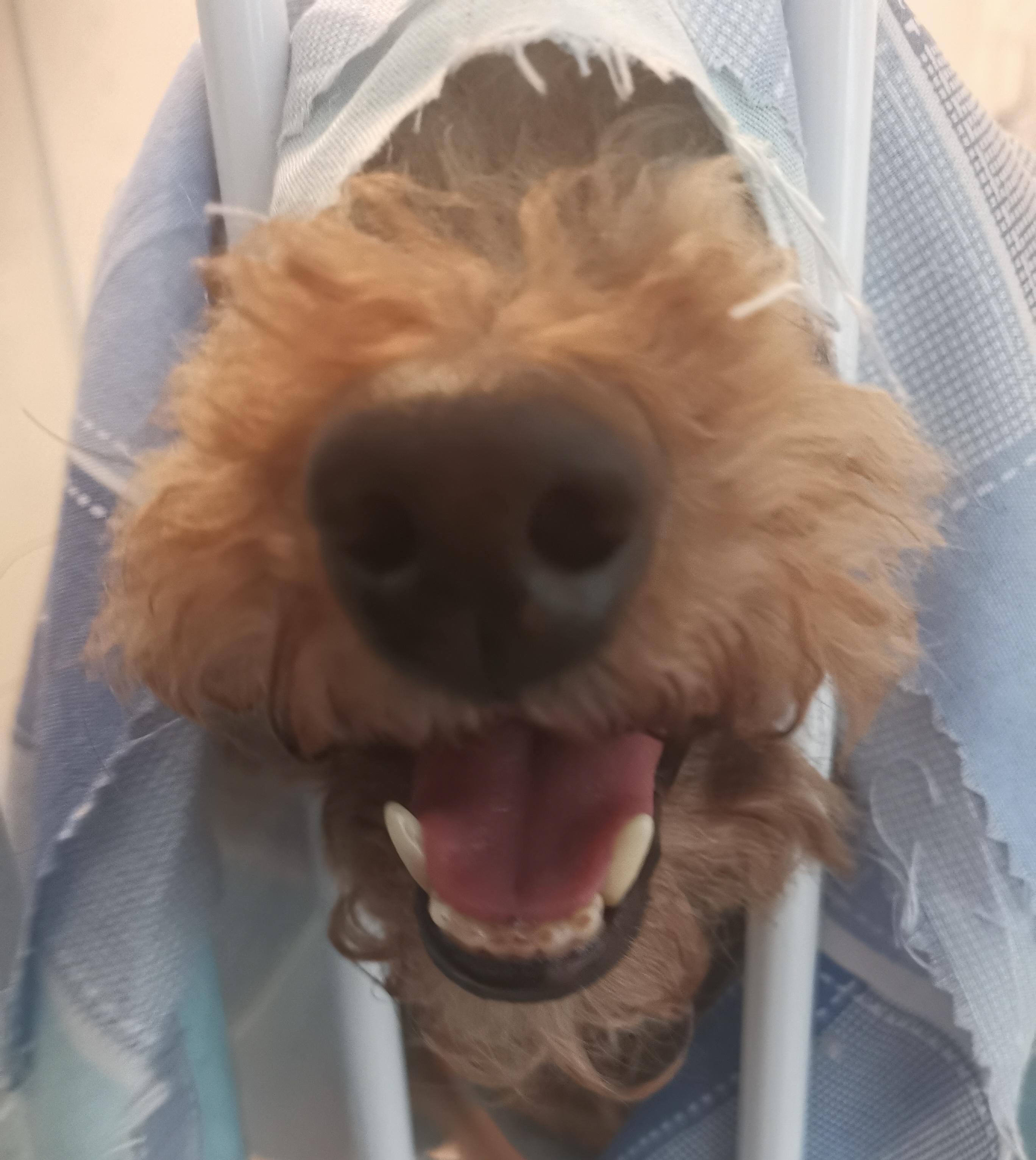 Benjo